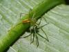 Micrommata virescens
